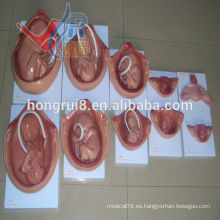 Modelo de embrión anatómico del embarazo humano de las ventas calientes